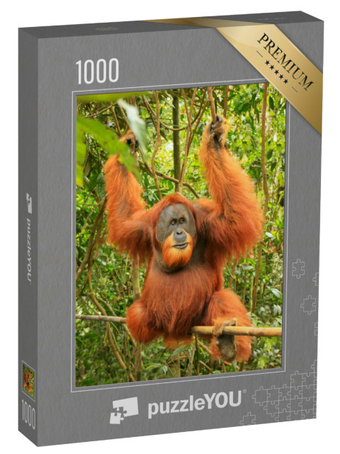 Puzzle de 1000 pièces « Orang-outan de Sumatra mâle, parc national de Gunung Leuser »