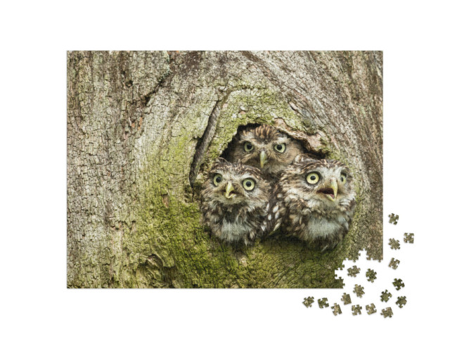 Puzzle de 1000 pièces « Trois chouettes chevêches dans une cavité d'arbre »