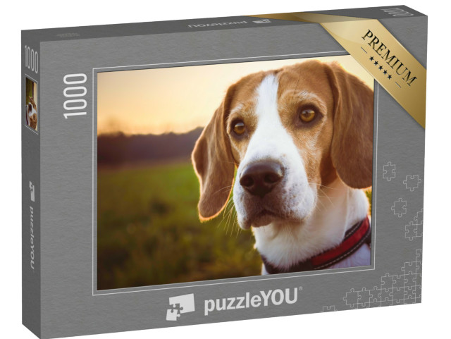 Puzzle de 1000 pièces « Portrait d'un beagle au coucher du soleil »