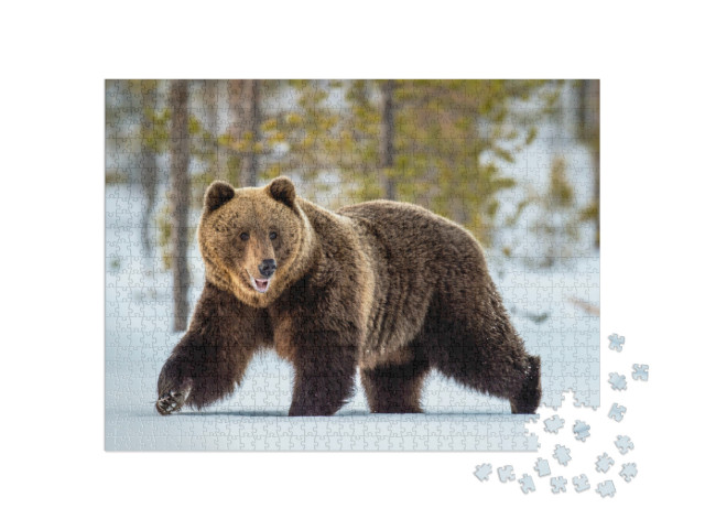 Puzzle de 1000 pièces « Un ours brun adulte sauvage parcourt la forêt hivernale »