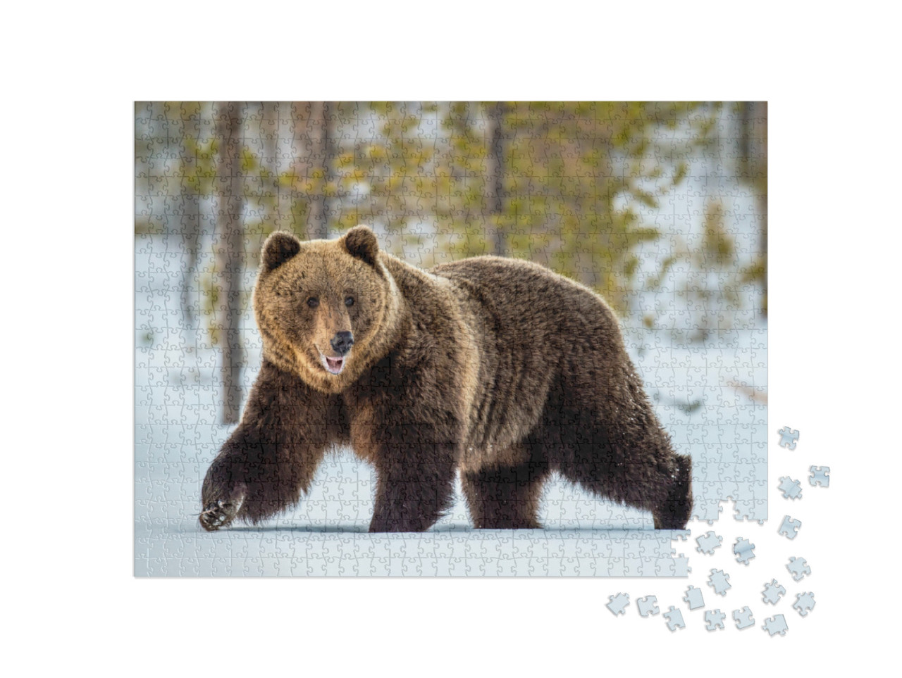 Puzzle de 1000 pièces « Un ours brun adulte sauvage parcourt la forêt hivernale »