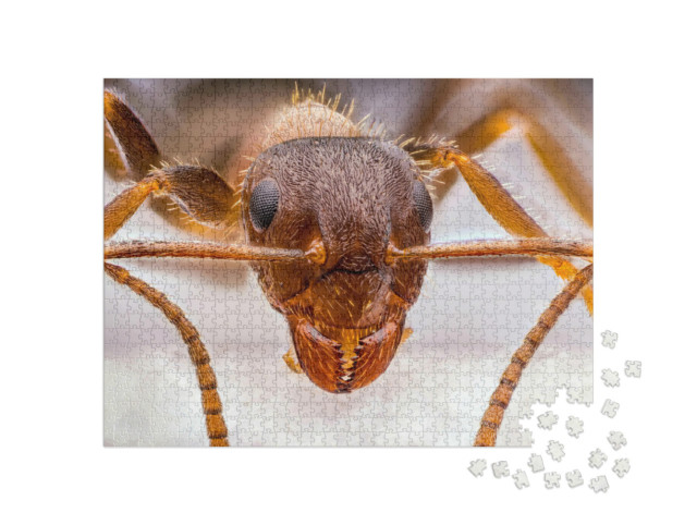 Puzzle de 1000 pièces « Minuscule fourmi rouge en gros plan »