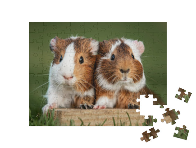 Puzzle de 100 pièces « Deux cochons d'Inde »