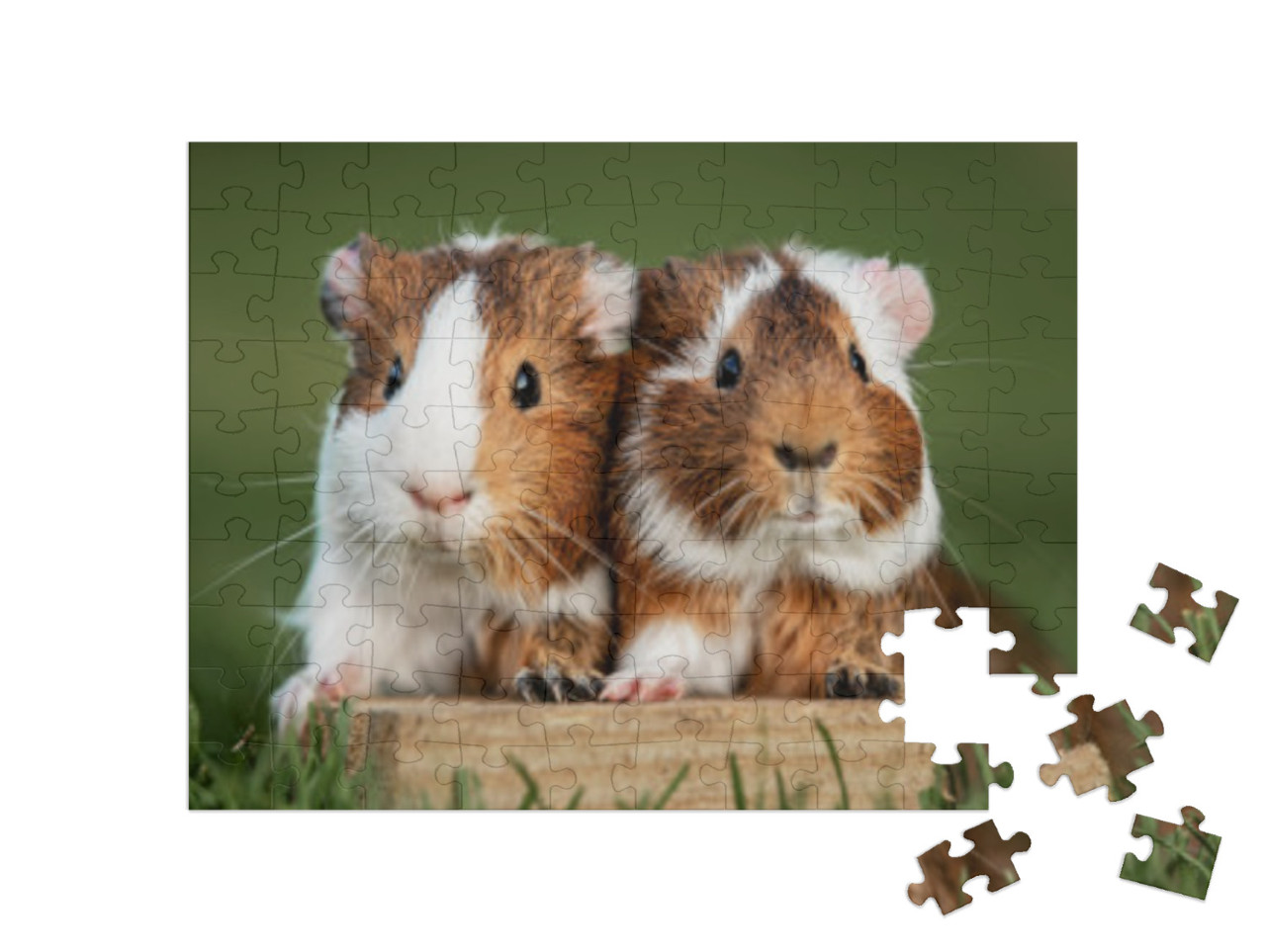 Puzzle de 100 pièces « Deux cochons d'Inde »