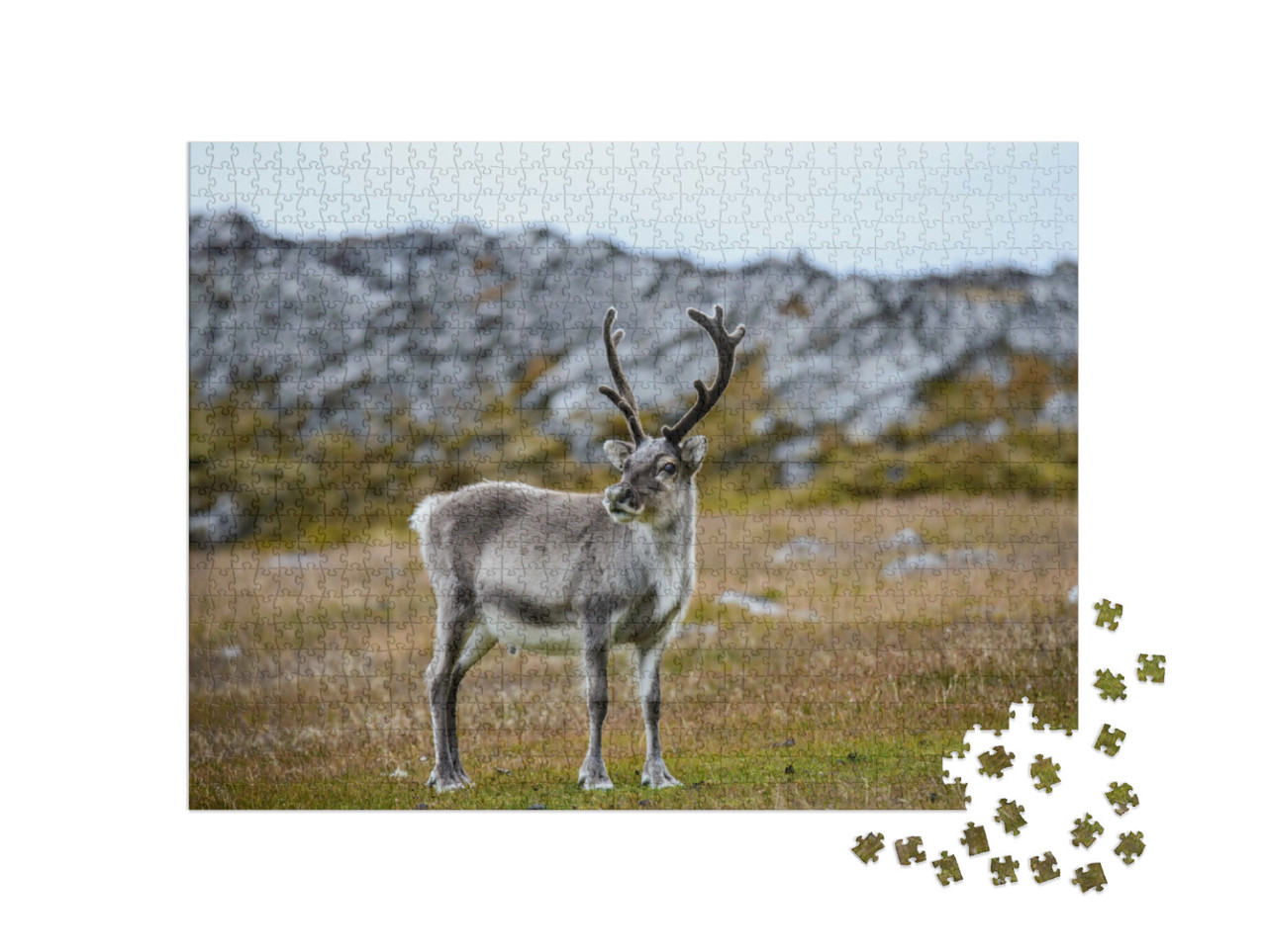 Puzzle de 1000 pièces « Le renne dans son habitat naturel »