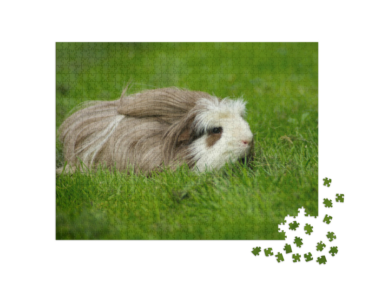 Puzzle de 1000 pièces « Cochon d'Inde, poil long avec peigne »