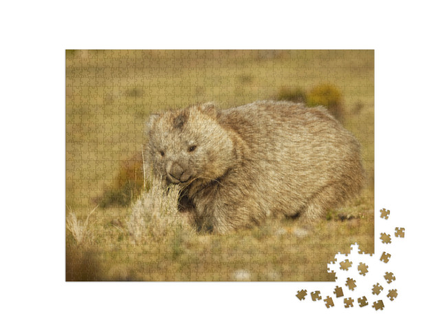 Puzzle de 1000 pièces « Wombat dans la Tasmanie du soir »