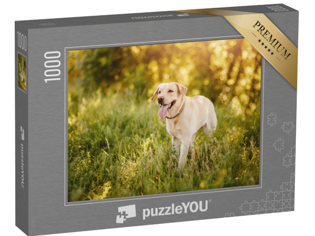 Puzzle de 1000 pièces « Labrador Retriever dans une prairie »