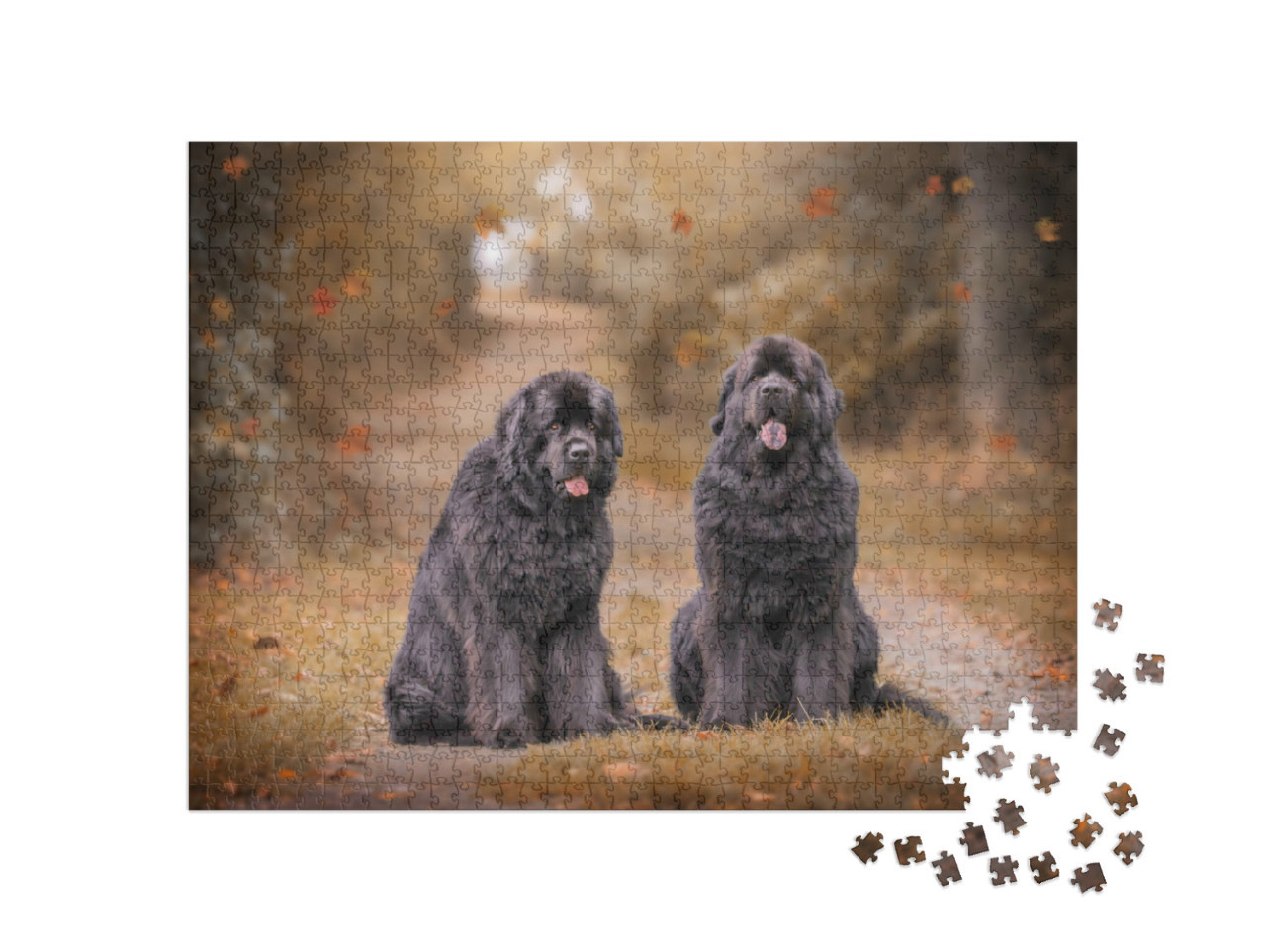 Puzzle de 1000 pièces « Deux Terre-Neuve sur un chemin forestier en automne »