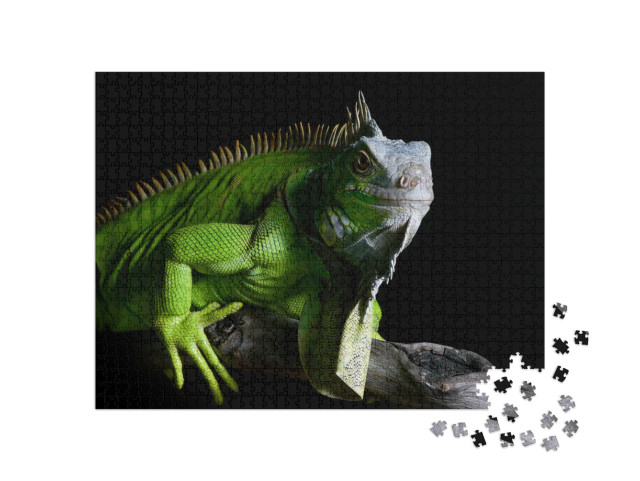 Puzzle de 1000 pièces « Grand iguane vert »