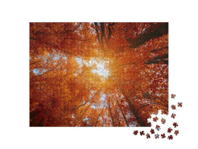 Puzzle de 1000 pièces « Coiffes d'arbres multicolores dans la forêt d'automne »