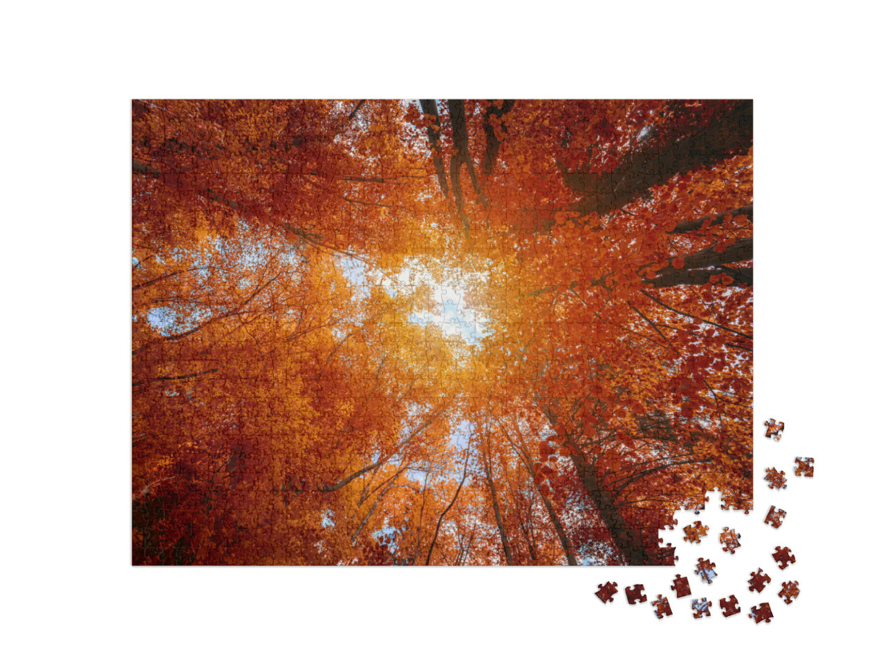 Puzzle de 1000 pièces « Coiffes d'arbres multicolores dans la forêt d'automne »