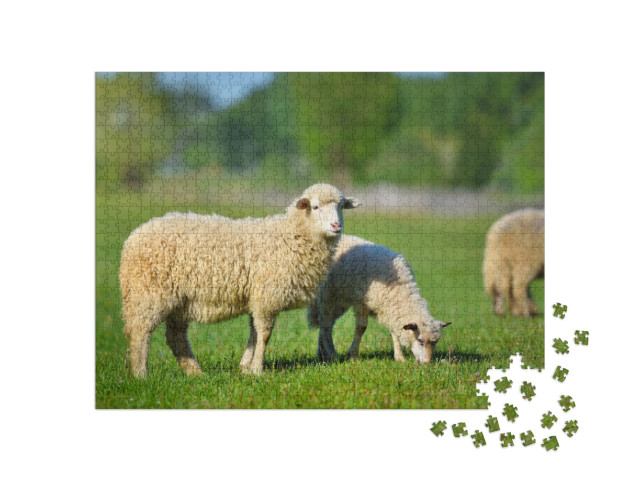 Puzzle de 1000 pièces « Deux jeunes moutons blancs dans une prairie d'herbe verte »