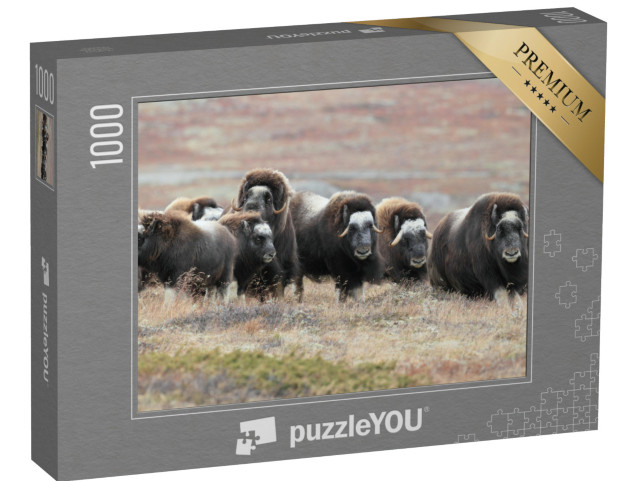 Puzzle de 1000 pièces « Un troupeau de bœufs musqués dans le parc national de Dovrefjell, Norvège »