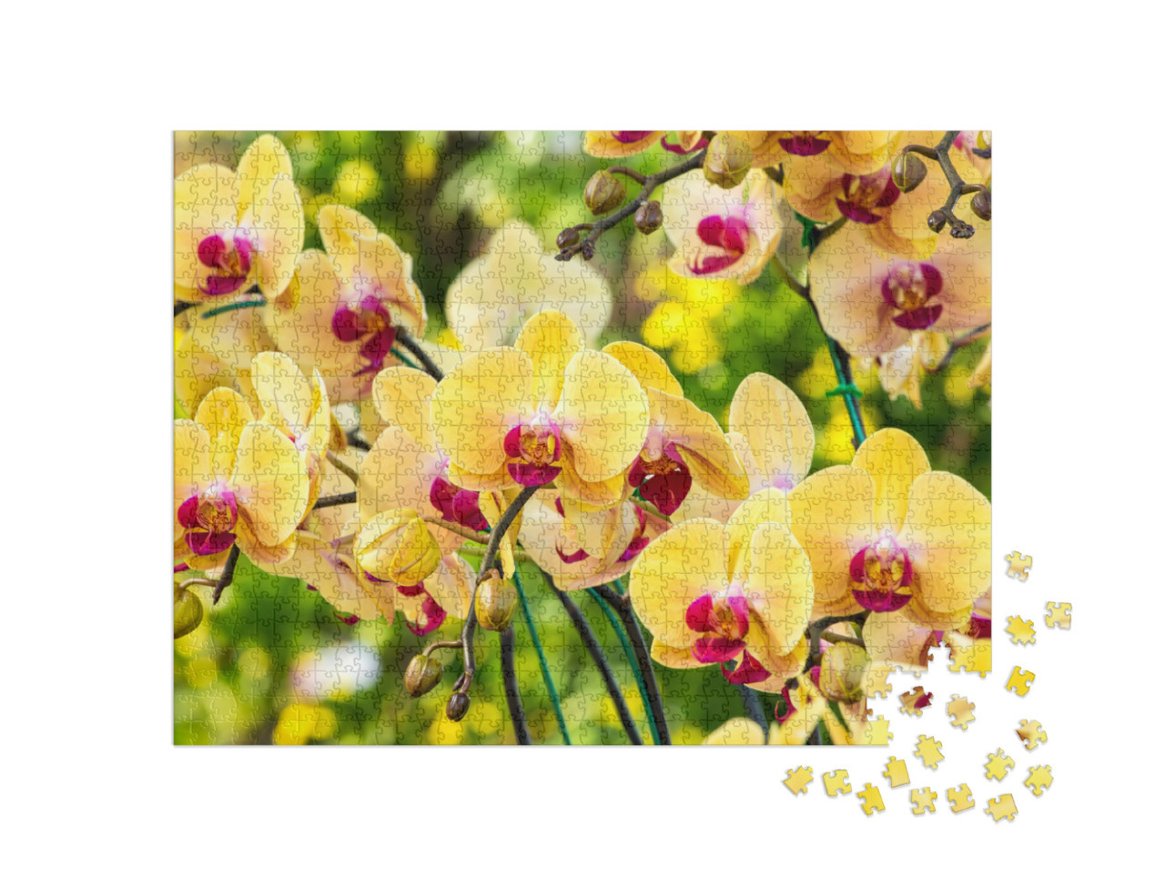 Puzzle de 1000 pièces « Magnifique orchidée jaune »