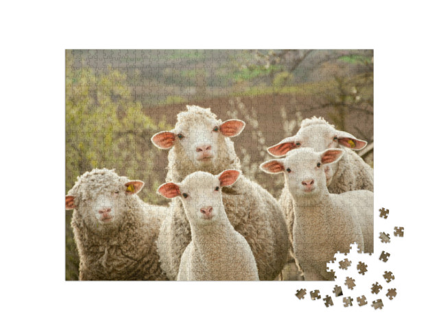 Puzzle de 1000 pièces « Des moutons curieux »