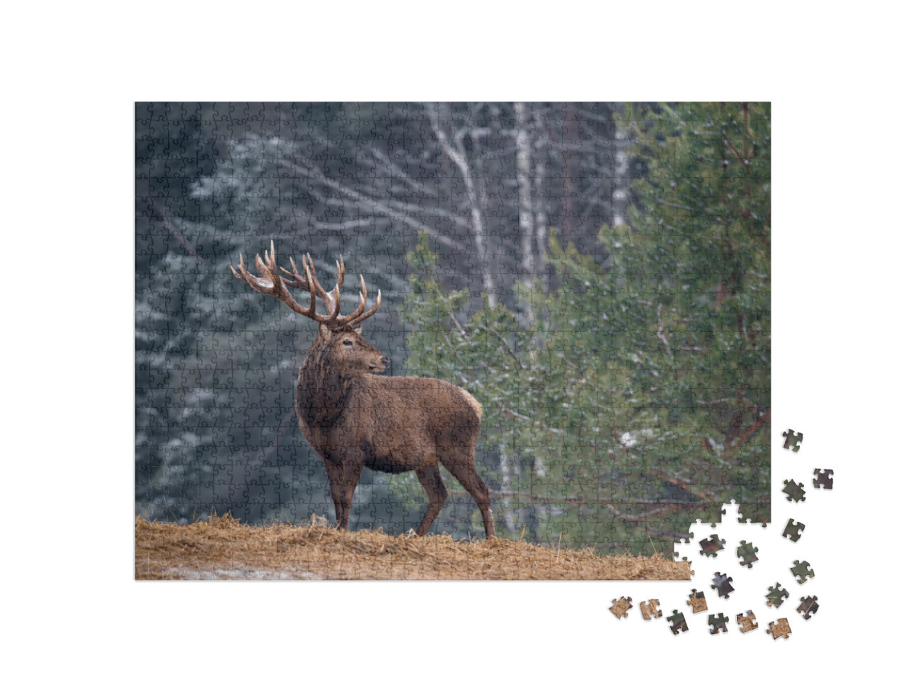 Puzzle de 1000 pièces « Cerf fier avec de grands bois, seul dans la forêt »