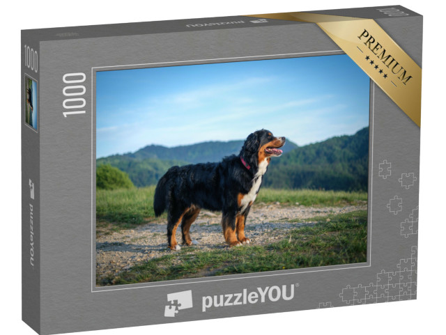 Puzzle de 1000 pièces « Un bouvier bernois prend le soleil le soir »