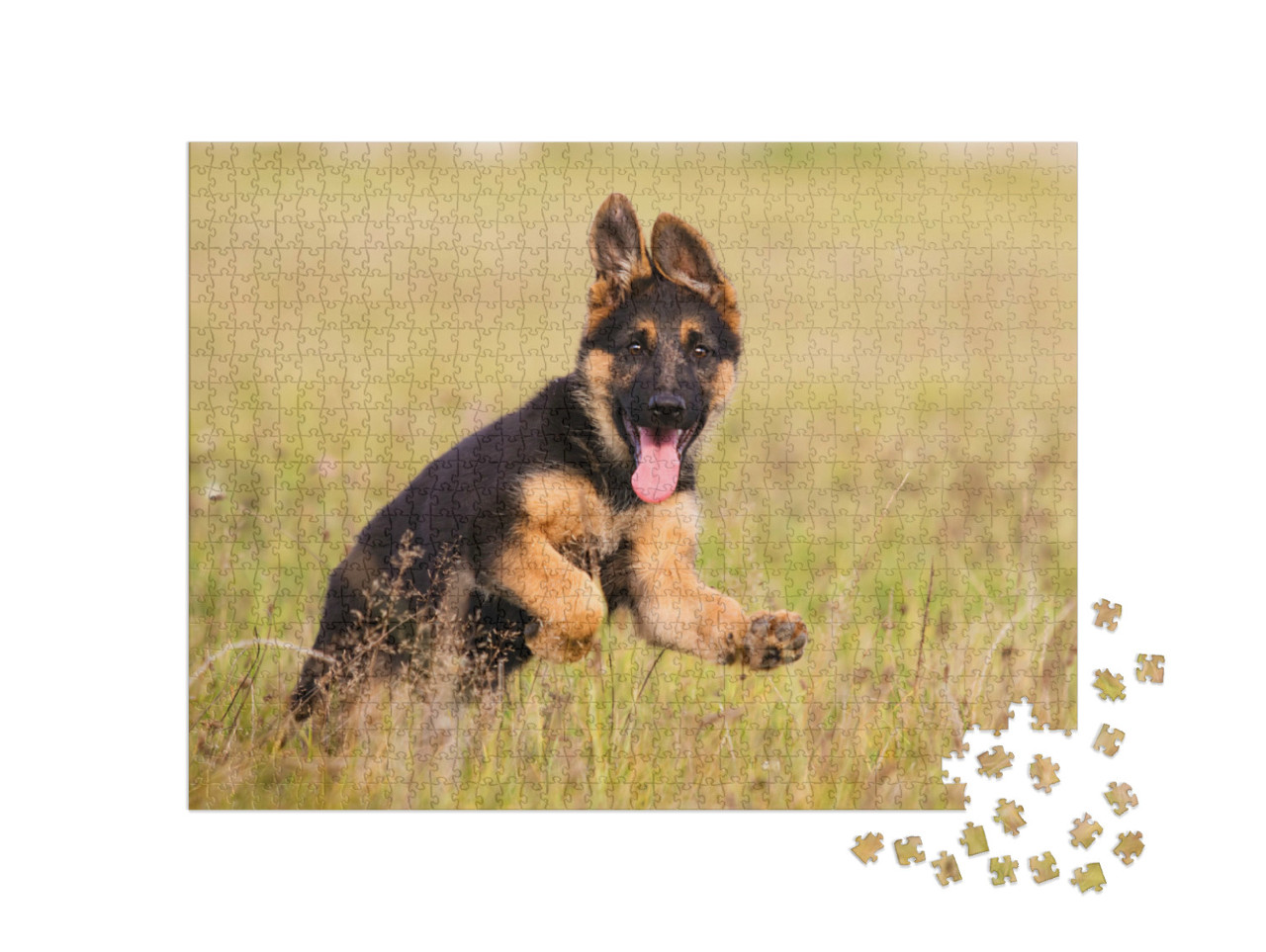 Puzzle de 1000 pièces « Un chiot berger allemand court dans l'herbe »