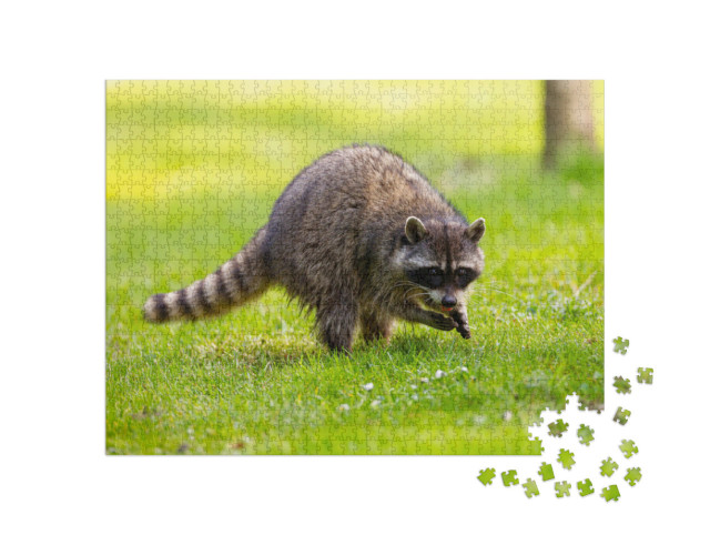 Puzzle de 1000 pièces « Raton laveur dans le parc Stanley, Colombie-Britannique, Canada »