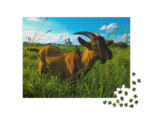 Puzzle de 1000 pièces « Chèvre domestique mangeant de l'herbe juteuse dans un champ d'un village »