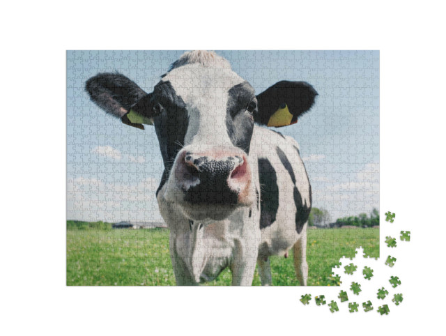 Puzzle de 1000 pièces « Gros plan sur une vache noire et blanche »