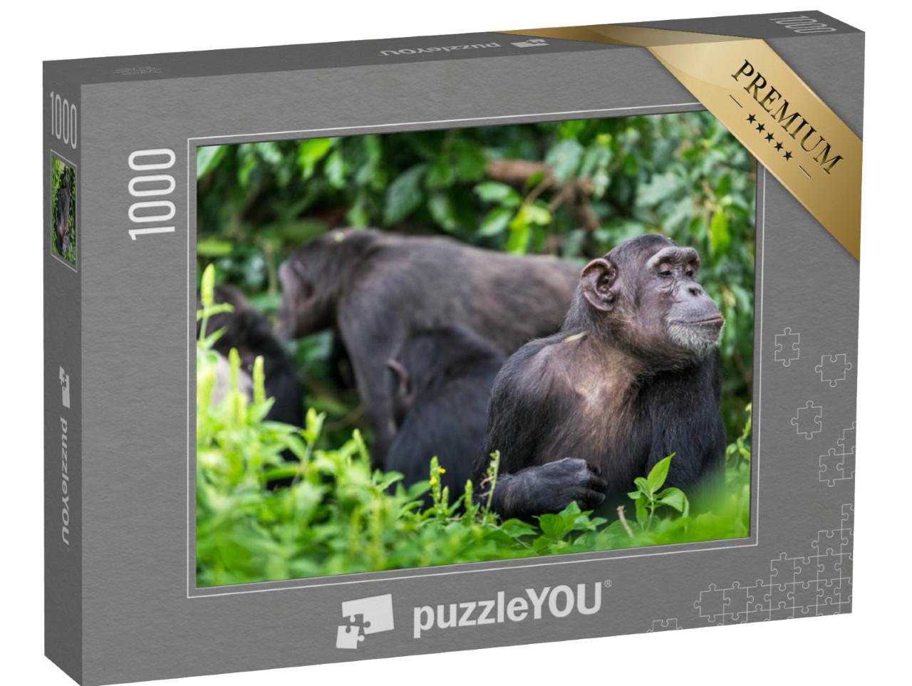 Puzzle de 1000 pièces « Groupe de chimpanzés et singe adulte »