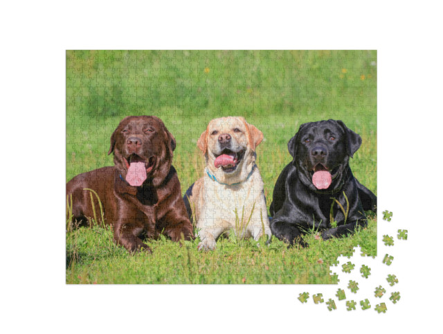 Puzzle de 1000 pièces « Labrador retriever noir, marron clair et marron dans un pré »