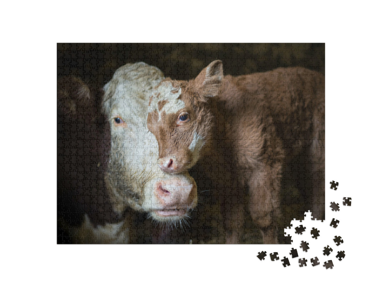 Puzzle de 1000 pièces « Vache et veau se câlinent dans l'étable »