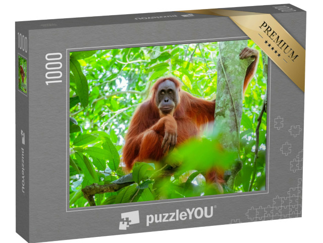 Puzzle de 1000 pièces « Orang-outan femelle assis sur un tronc d'arbre, Indonésie »