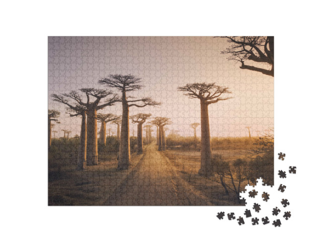 Puzzle de 1000 pièces « Baobabs au coucher du soleil, baobab à Madagascar »