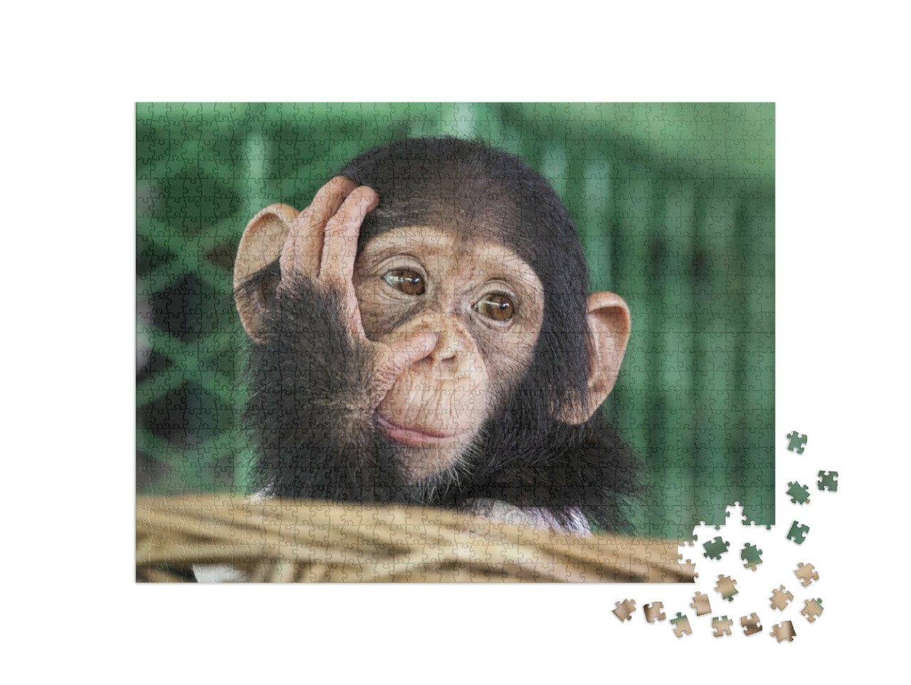 Puzzle de 1000 pièces « Un petit chimpanzé »