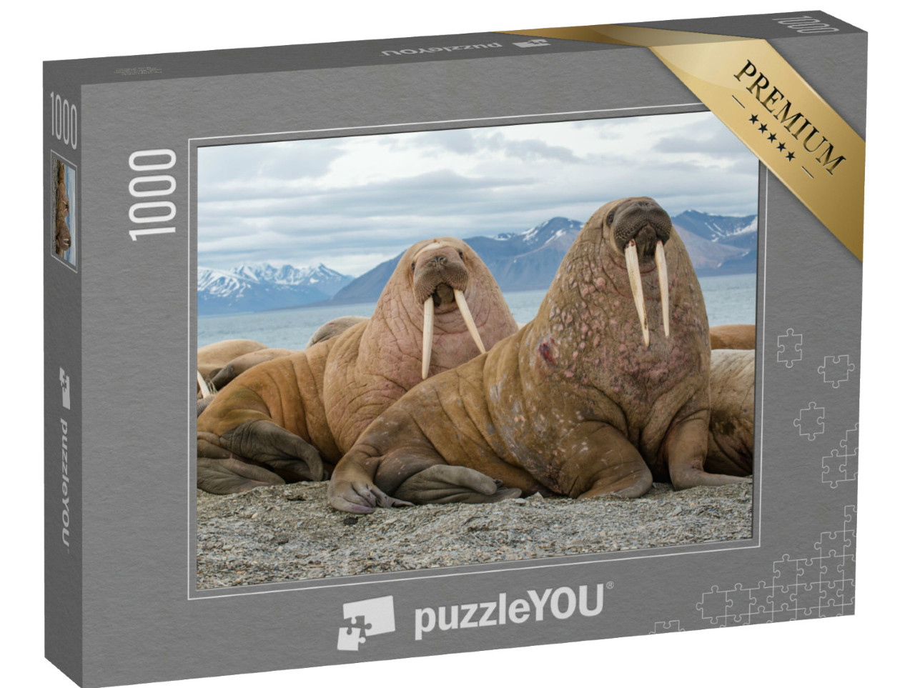 Puzzle de 1000 pièces « Des morses majestueux dans leur habitat naturel »