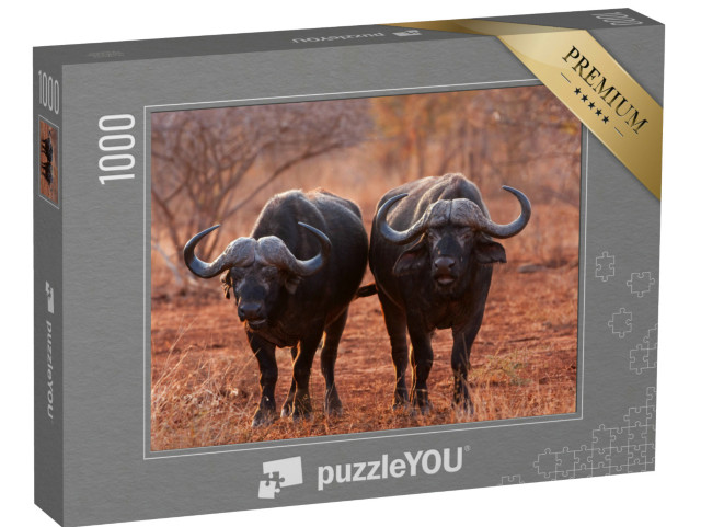 Puzzle de 1000 pièces « Buffle d'Afrique, Buffle du Cap, Parc national Kruger, Afrique du Sud »