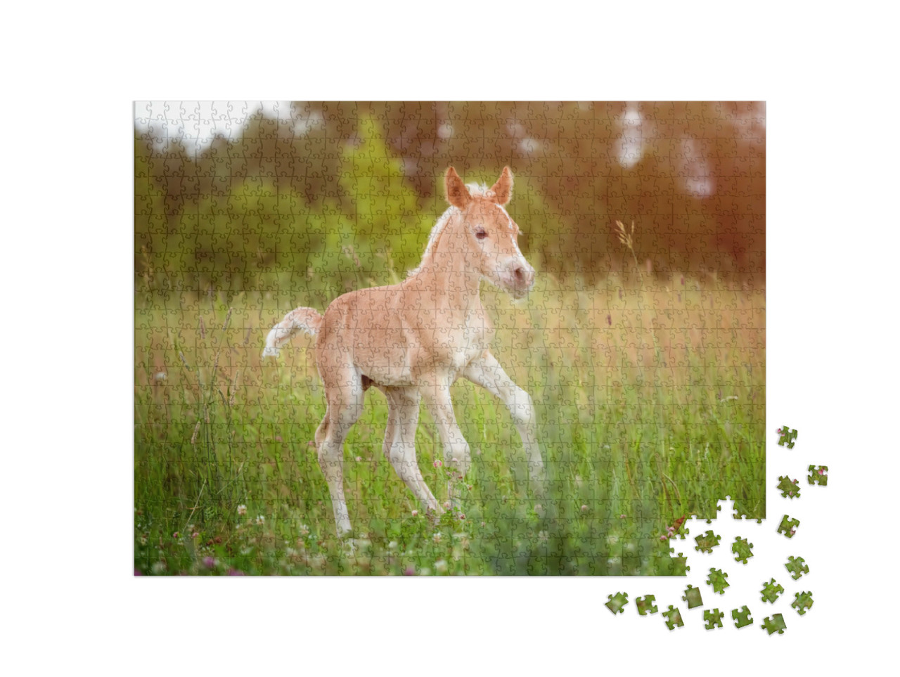 Puzzle de 1000 pièces « Magnifique poulain Haflinger »