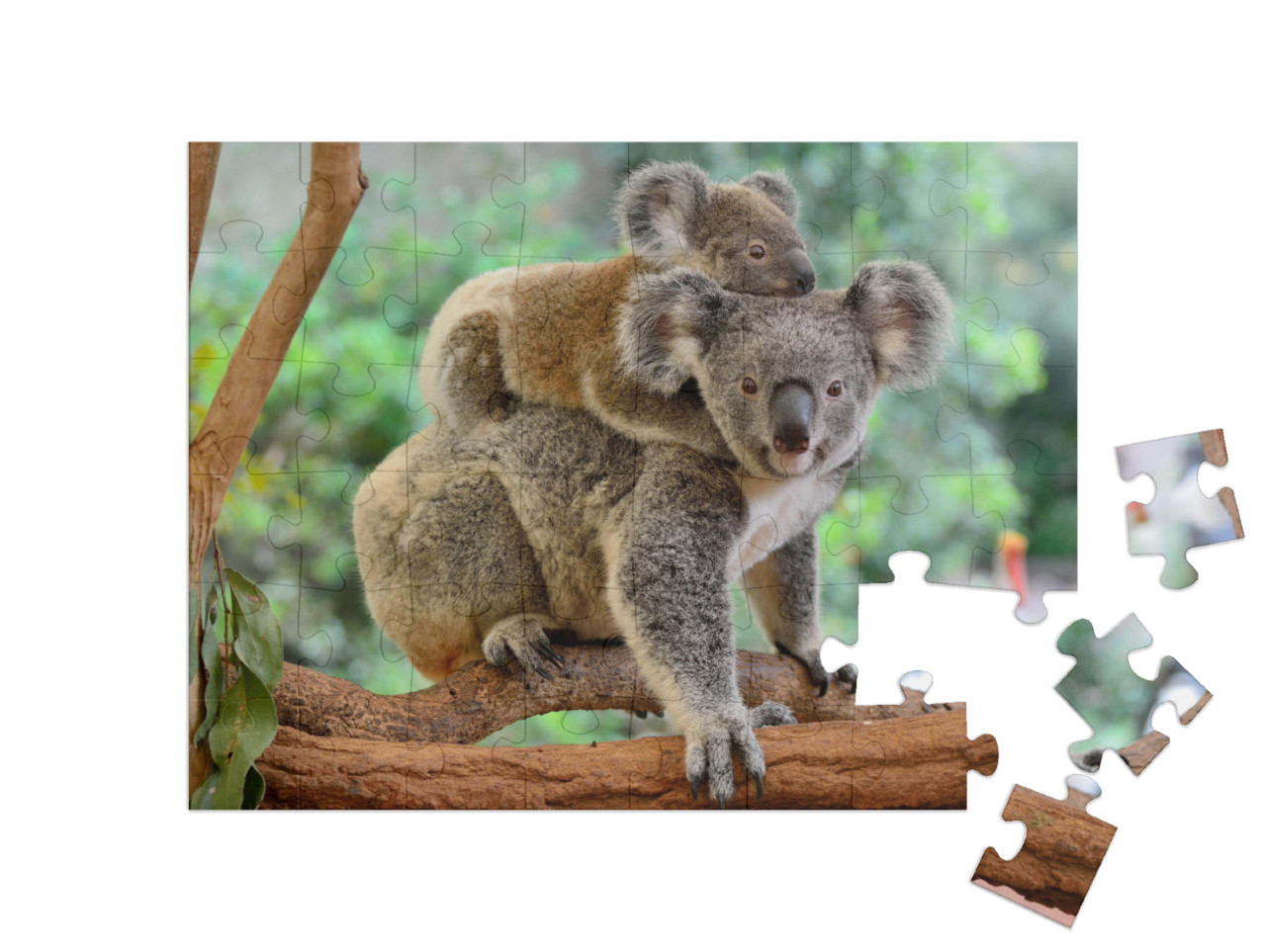 Puzzle de 48 pièces « Mère koala avec bébé sur le dos sur un eucalyptus »