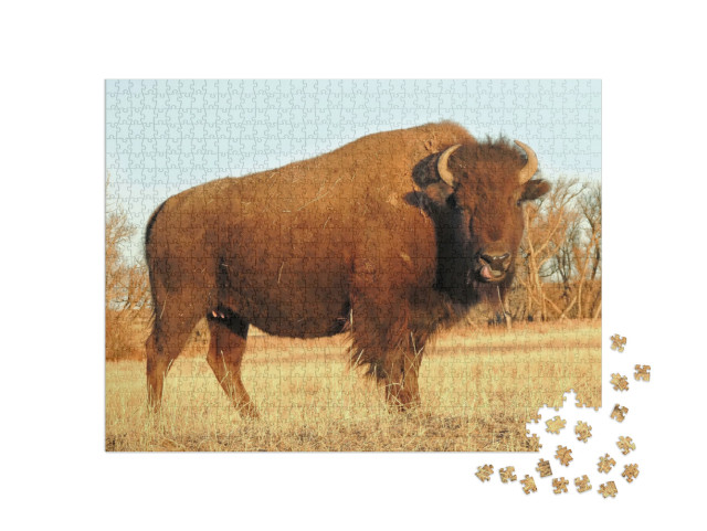 Puzzle de 1000 pièces « Bison d'Amérique, Montagnes Rocheuses, Colorado »