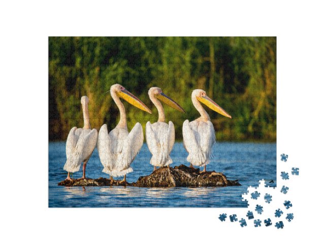 Puzzle de 1000 pièces « Colonie de pélicans dans le delta du Danube, Roumanie »