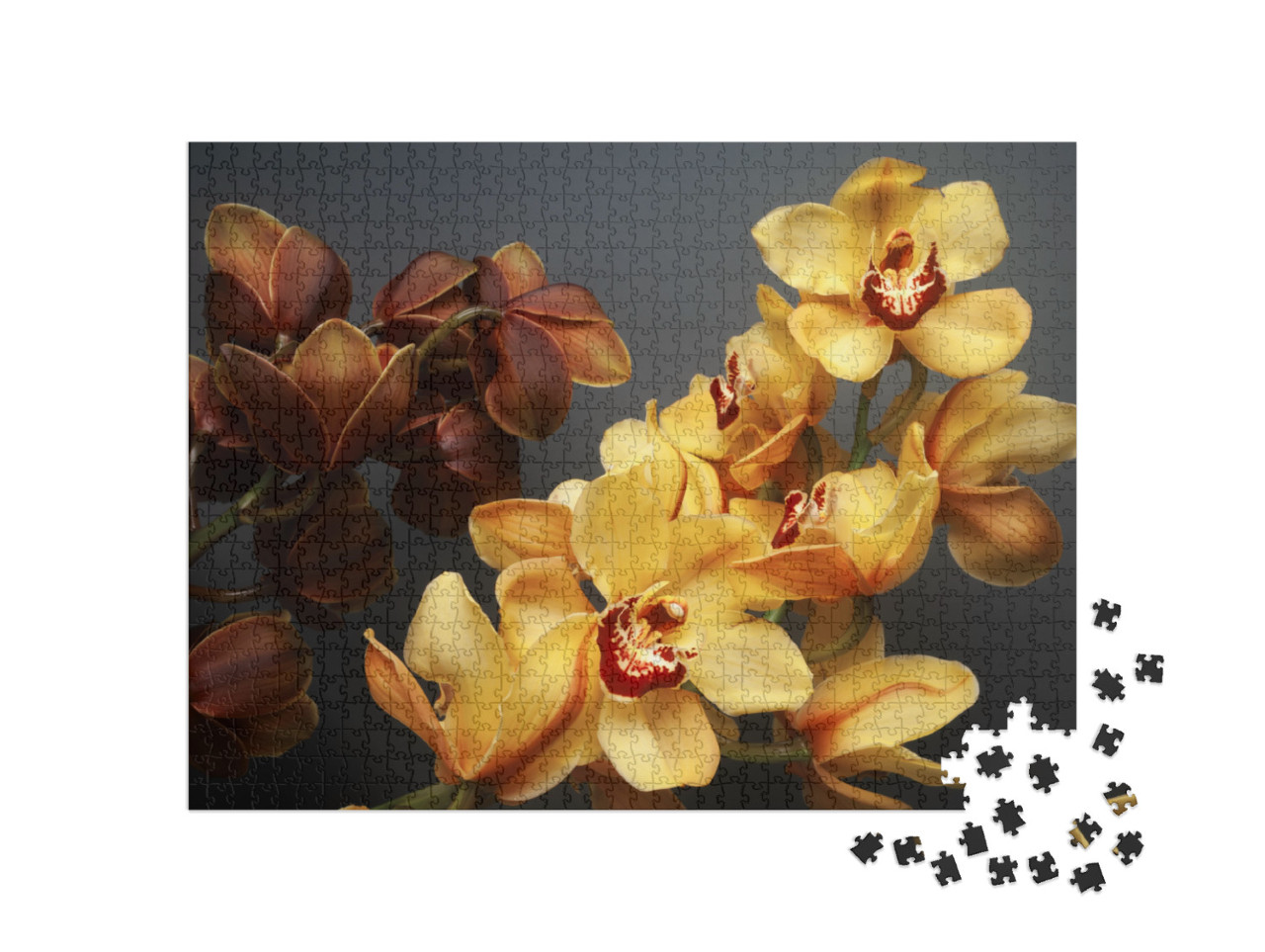 Puzzle de 1000 pièces « Magnifiques orchidées cymbidium jaunes et brunes »