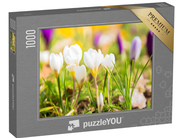 Puzzle de 1000 pièces « Les premiers crocus »