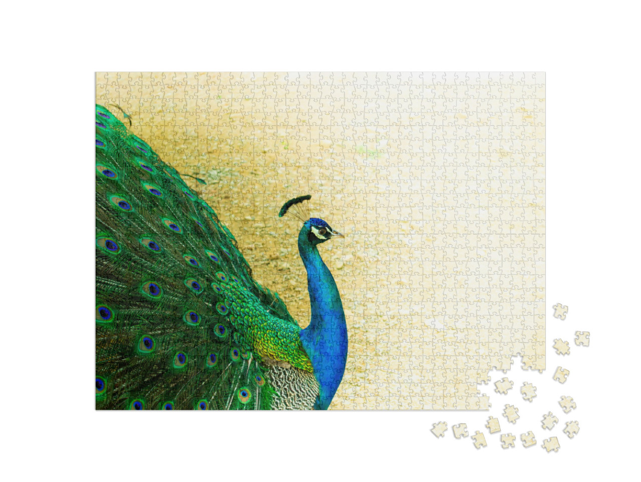 Puzzle de 1000 pièces « Gros plan sur un beau paon mâle indien »