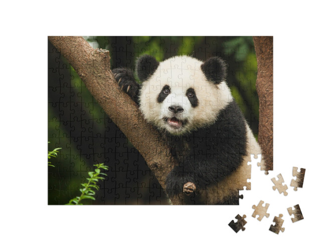 Puzzle de 200 pièces « Panda dans son habitat naturel »