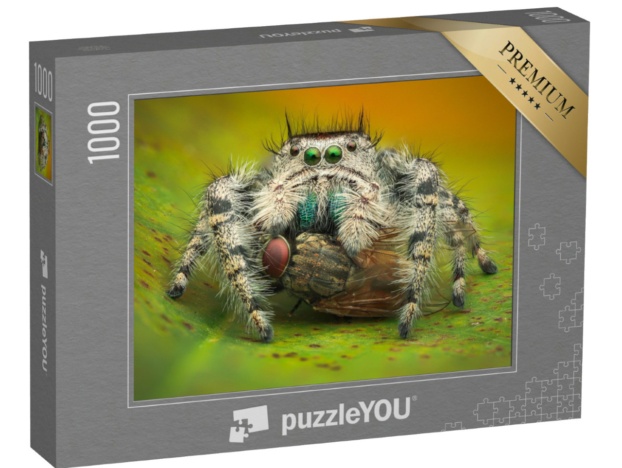 Puzzle de 1000 pièces « Macrophotographie : Une araignée sauteuse mange une mouche domestique »