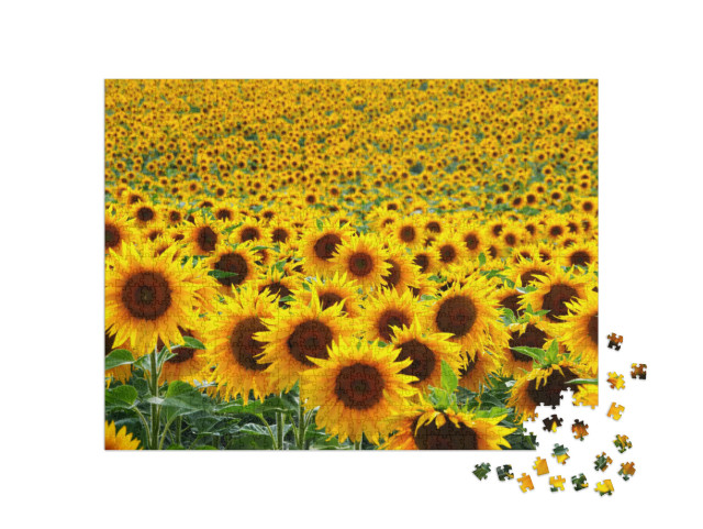 Puzzle de 1000 pièces « Champ de tournesols »