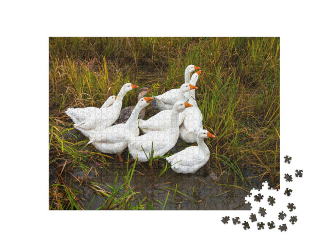 Puzzle de 1000 pièces « Des oies dans la prairie »