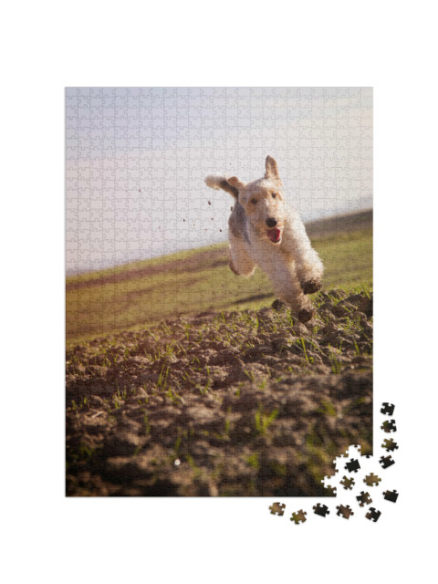 Puzzle de 1000 pièces « Fox-terrier à poil dur courant à vive allure dans des prairies terreuses »