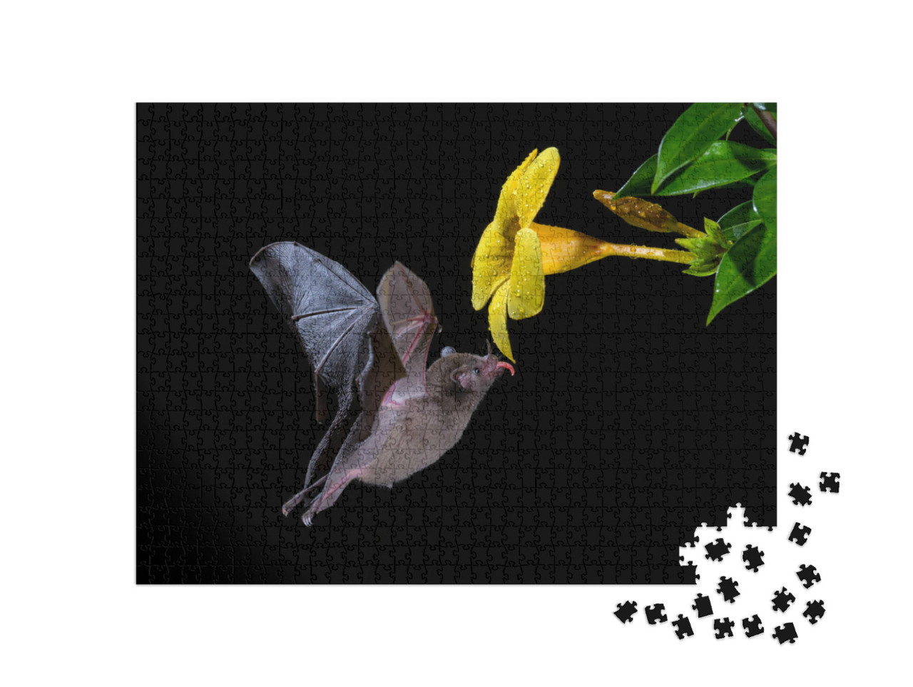 Puzzle de 1000 pièces « Chauve-souris à longue queue de Pallas se nourrissant de nectar de fleurs »
