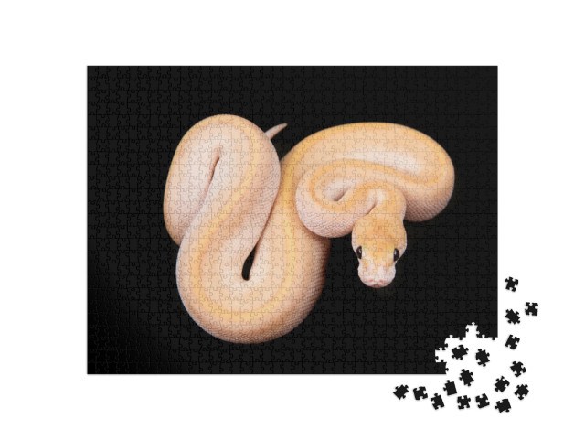 Puzzle de 1000 pièces « Python boule ou python royal à la peau claire »