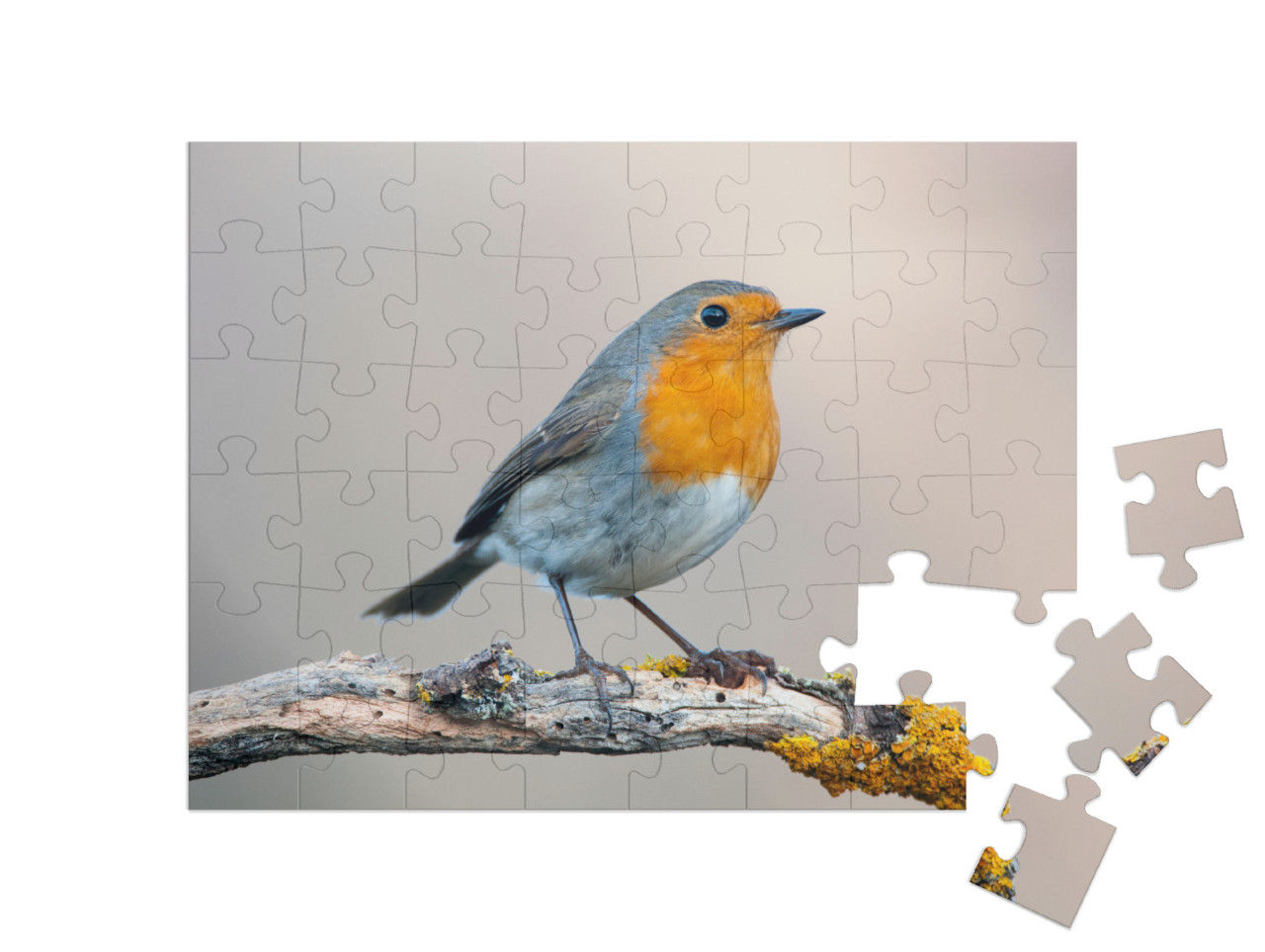 Puzzle de 48 pièces « Rouge-gorge curieux »