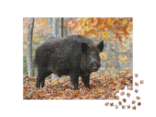 Puzzle de 1000 pièces « Sanglier mâle dans une forêt d'automne »